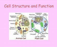 cell theory formulation picture