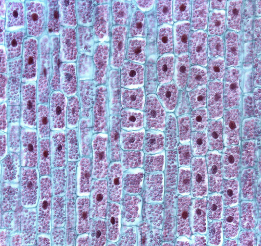 Cells were named cells