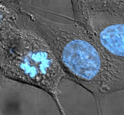 Nucleus was recognized for its importance.