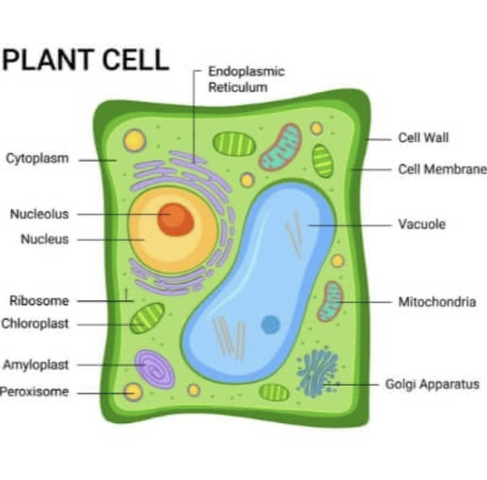 All plants are made of cells
