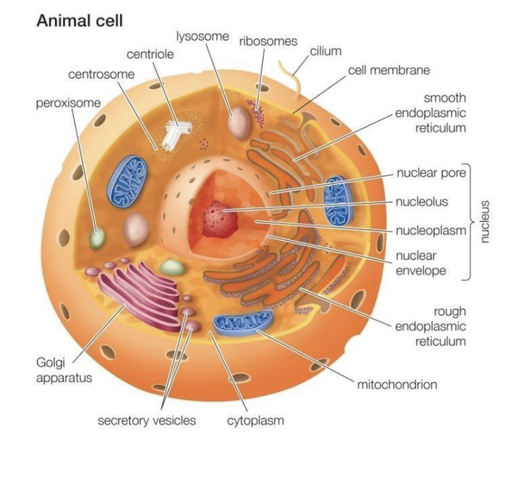 All animals are made of cells