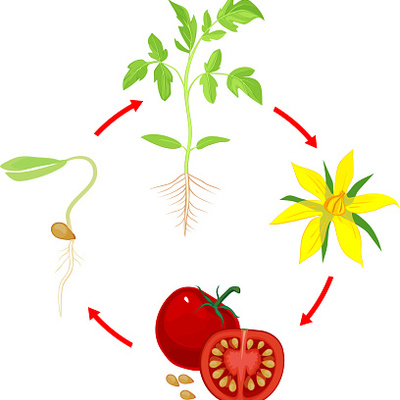 Timeline: ETAPAS DE CRECIMIENTO DE LA PLANTA DE TOMATE