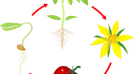 Timeline: ETAPAS DE CRECIMIENTO DE LA PLANTA DE TOMATE