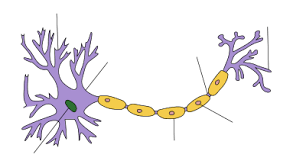 Wilhelm His says the nerve cell body and its prolongations form an independent body