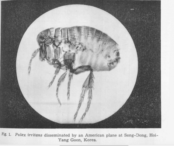 [Act of Bioterrorism: Plague-Fleas]