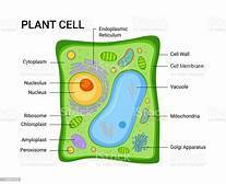 Plant cells
