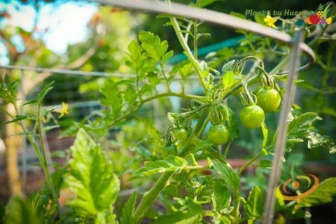 ETAPA 4- FRUCTIFICACIÓN