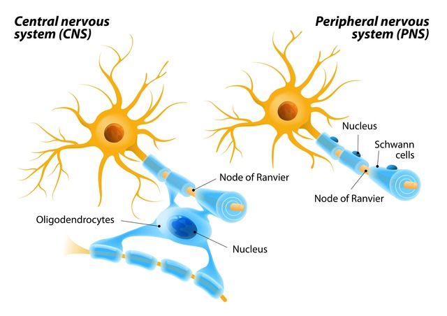 Neuron Theory