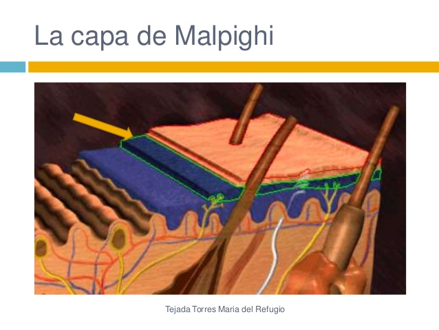 Marcello Malpighi/ Capa de