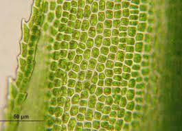 The botanist Matthias Jakob Schleiden suggested that every structural elements of plants is composed of cells or their products.
