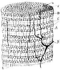 The most important breakthrough in neurocytology and neuroanatomy came in 1873 when Golgi developed the ‘black reaction'