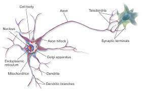 Waldeyer introduced the term ‘‘neurons’’ to indicate independent nerve cells25,26. Thereafter, cell theory as applied to the nervous system became known as the ‘neuron theory