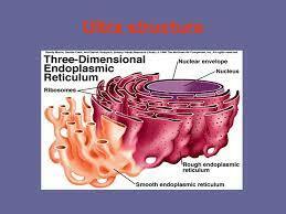 The term ‘‘ergastoplasm’’ (endoplasmic reticulum) was introduced in 1897