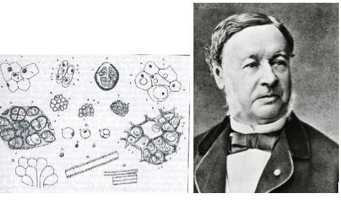 Theodor Schwann