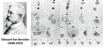 Édouard van Beneden