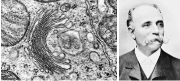 Camillo Golgi y el "aparato de Golgi"