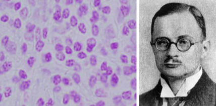 Robert  Feulgen y el ADN en cromosomas