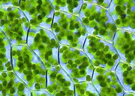 Plants are...made of cells?!