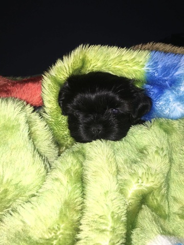 My dog (Nit)