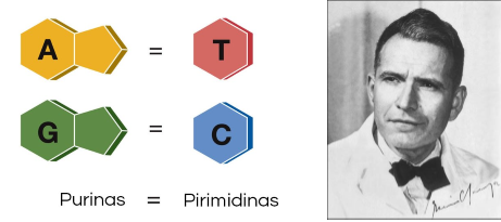 Ley de Erwin Chargaff