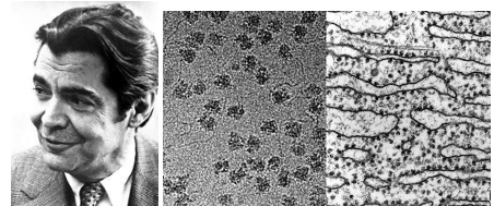 George Palade y los "ribosomas"