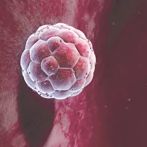 Primera semana (Primer mes)