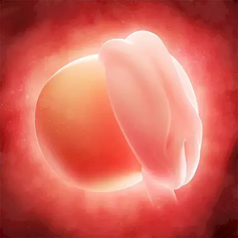 Segunda Semana (Primer mes)