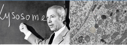 Christian de Duve y los "lisosomas"