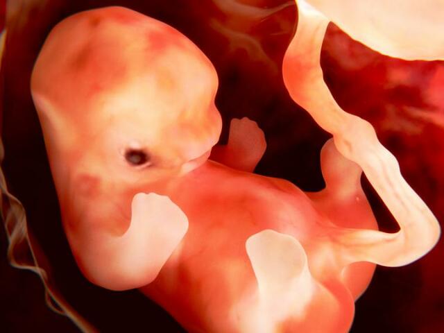 Cuarta Semana (Primer mes)