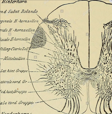 "Neurons" Are Introduced