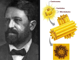 Theodor Boveri y el "centrosoma"