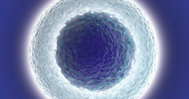 Primer avistamiento de las celula (Siglo XVII)