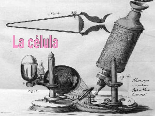 Ver pared celular con el microscopio