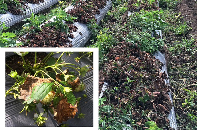 Triada de enfermedades en la fitopatología