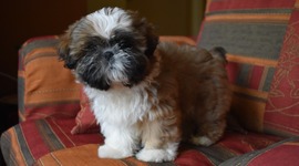 Timeline: La vida de Benito