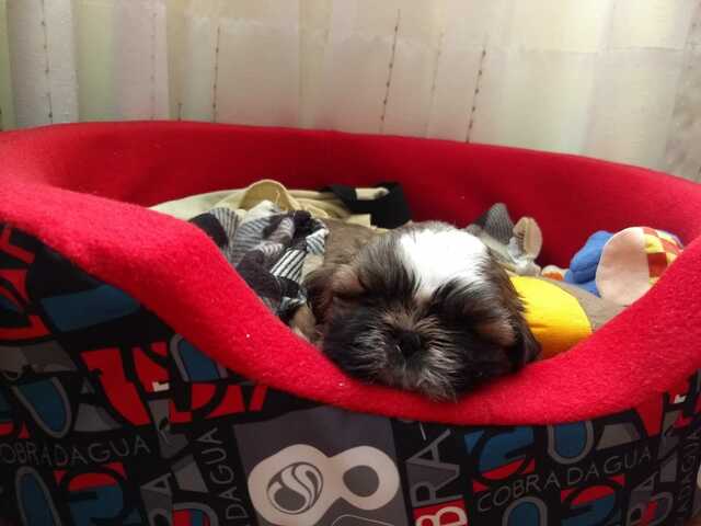 Benito llegó a casa!