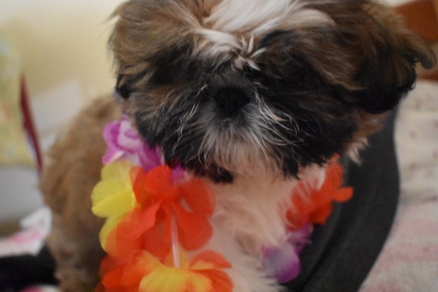 Benito participó de un cumpleaños virtual