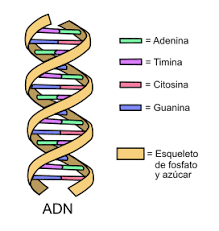 ADN