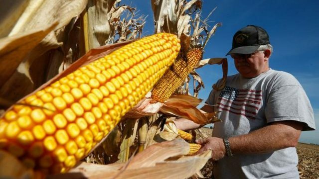 El gobierno subsidia a productores medianos de maíz.