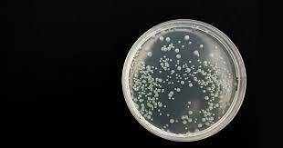 Cultivo selectivo de bacterias