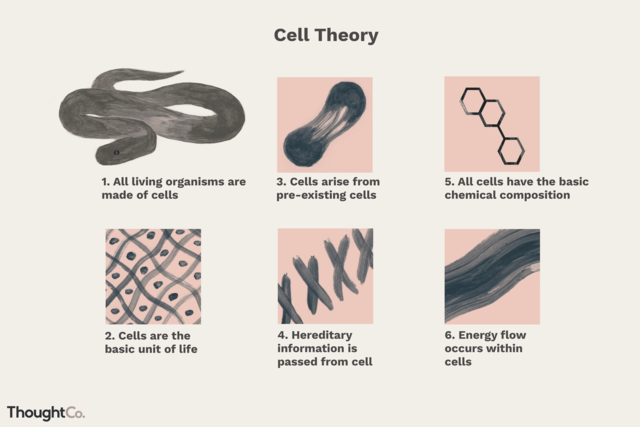 The cell theory