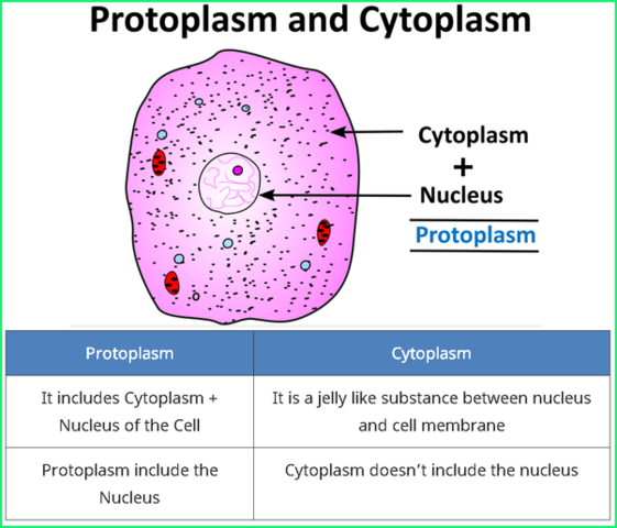 Protoplasmic consitiuents