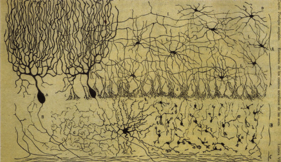 The neuron Theory