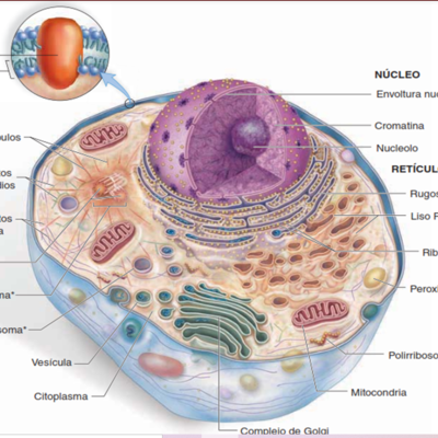 Timeline: Historia de la CELULA