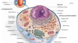 Timeline: Historia de la CELULA