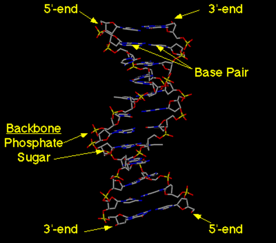 Jeffreys developed and used first DNA tests to be applied to a criminal case