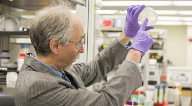 Cromosoma sintético