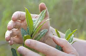 Aprobación acto de patentes