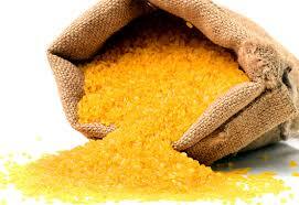 Desarrollo arroz dorado