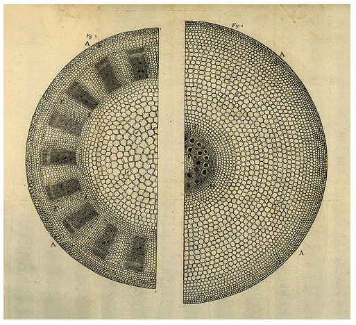 Nehmiah Grew, Células vegetales.